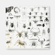 Entomology, Myriapoda and Arachnida Refrigerator Magnets