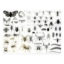 Entomology, Myriapoda and Arachnida postcards
