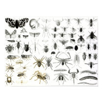 Entomology, Myriapoda and Arachnida posters
