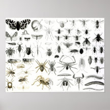 Entomology, Myriapoda and Arachnida Print