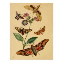 Entomology Postcard