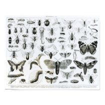 Entomology posters
