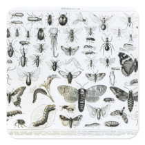 Entomology stickers