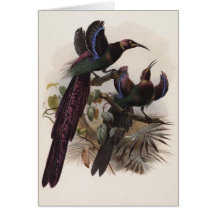 Epimachus ellioti - Elliot's Bird Of Paradise Card