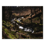 Épreuve photographique du courant 10x8 de natures
