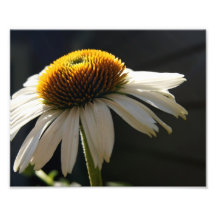 Épreuve photographique ensoleillée de la marguerit