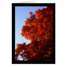 Érable en rouge et oranges carte de vœux