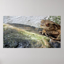 Erdkröte Poster