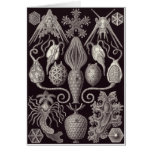 Ernst Haeckel Art Card: Amphoridea