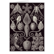 Ernst Haeckel Art Card: Amphoridea