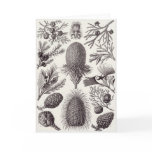 Ernst Haeckel Art Card: Coniferae