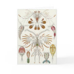 Ernst Haeckel Art Card: Copepoda