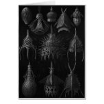 Ernst Haeckel Art Card: Cyrtoidea