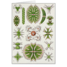Ernst Haeckel Art Card: Desmidiea
