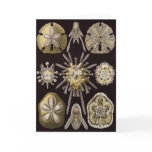 Ernst Haeckel Art Card: Echinidea