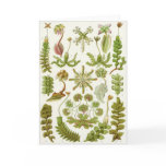 Ernst Haeckel Art Card: Hepaticae
