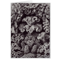 Ernst Haeckel Art Card: Hexacoralla