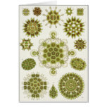 Ernst Haeckel Art Card: Melethallia