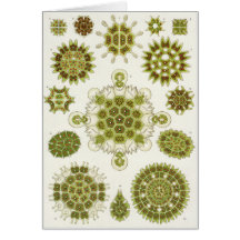Ernst Haeckel Art Card: Melethallia