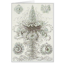 Ernst Haeckel Art Card: Siphonophorae