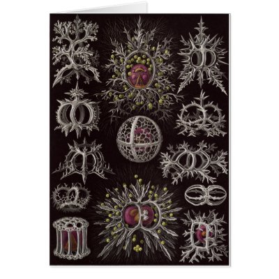 Ernst Haeckel Art Card: Stephoidea by Ferntastic