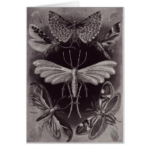 Ernst Haeckel Art Card: Tineida