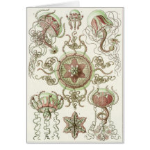 Ernst Haeckel Art Card: Trachomedusae