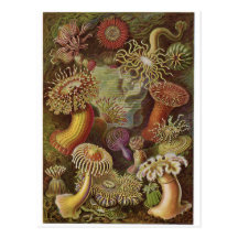 Ernst Haeckel Art Postcard: Actiniae