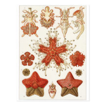 Ernst Haeckel Art Postcard: Asteridea