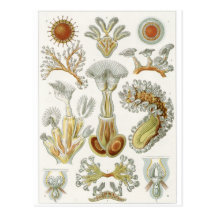 Ernst Haeckel Art Postcard: Bryozoa