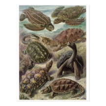Ernst Haeckel Art Postcard: Chelonia