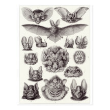 Ernst Haeckel Art Postcard: Chiroptera