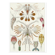 Ernst Haeckel Art Postcard: Copepoda
