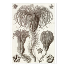 Ernst Haeckel Art Postcard: Crinoidea