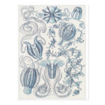 Ernst Haeckel Art Postcard: Ctenophorae