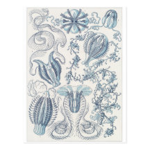 Ernst Haeckel Art Postcard: Ctenophorae