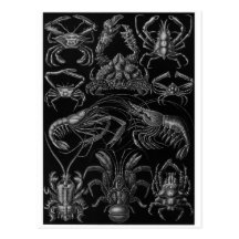 Ernst Haeckel Art Postcard: Decapoda