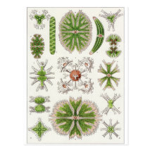 Ernst Haeckel Art Postcard: Desmidiea