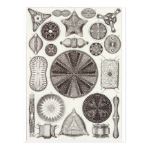 Ernst Haeckel Art Postcard: Diatomea