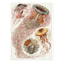 Ernst Haeckel Art Postcard: Discomedusae