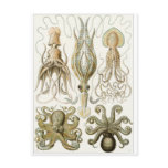 Ernst Haeckel Art Postcard: Gamochonia