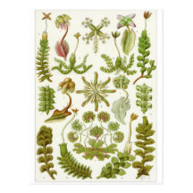Ernst Haeckel Art Postcard: Hepaticae