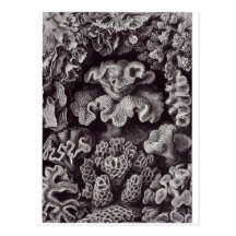 Ernst Haeckel Art Postcard: Hexacoralla