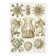 Ernst Haeckel Art Postcard: Narcomedusae