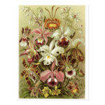 Ernst Haeckel Art Postcard: Orchidae