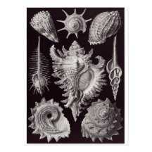 Ernst Haeckel Art Postcard: Prosobranchia
