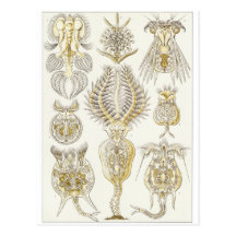 Ernst Haeckel Art Postcard: Rotatoria