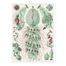 Ernst Haeckel Art Postcard: Siphonophorae