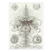 Ernst Haeckel Art Postcard: Siphonophorae