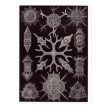 Ernst Haeckel Art Postcard: Spumellaria